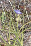 Hairyflower spiderwort